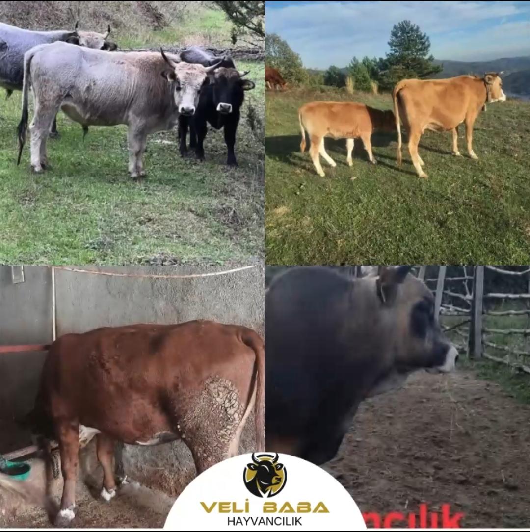 Veli Baba Çiftliği 